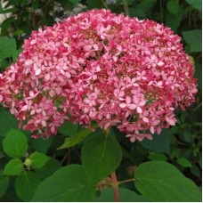 Hydrangea Arborescens